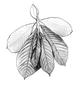 Pawpaw (Asimina triloba)