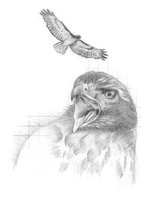  Tailed Hawk Drawing on Red Tailed Hawk  Buteo Jamaicensis  Red Tailed Hawks Hunt For Small