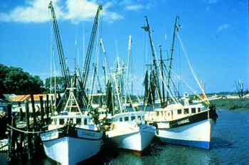 Shrimp boats.