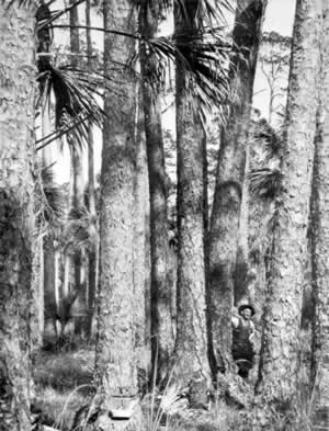 In 1929 this Florida longleaf pine  forest still stood. Longleaf timber production peaked in 1909.