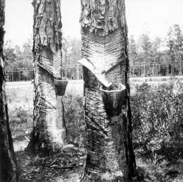 In the early twentieth century, naval stores became  big business. This 1936 photo shows how sap  was extracted from longleaf pines.