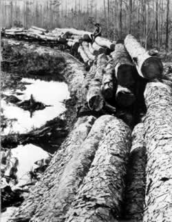 At the end of the nineteenth century, railroad logging penetrated the Southeast, leading to further  elimination of the virgin   longleaf pine backcountry.