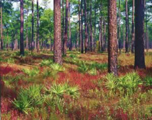 In the old-growth stand at Greenwood Plantation,  over 500 plant species have been documented in the ground cover. Photo by Richard T. Bryant. Email richard_t_bryant@mindspring.com