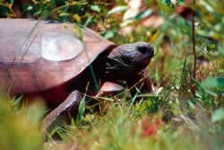 Gopher Tortoise. Photo by Richard T. Bryant. Email richard_t_bryant@mindspring.com
