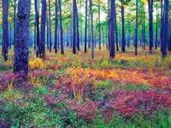 Longleaf Pine-Grassland Ecosystem. Photo by Richard T. Bryant. Email richard_t_bryant@mindspring.com