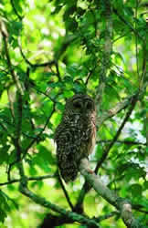 Barred Owl. Photo by Richard T. Bryant. Email richard_t_bryant@mindspring.com