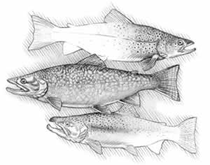 (From top to bottom) Brown trout (Salmo trutta)