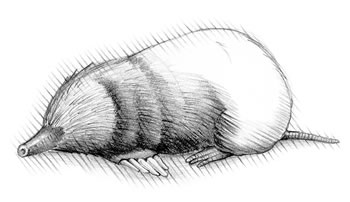 mole drawing