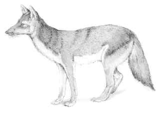 Coyote (Canis latrans)