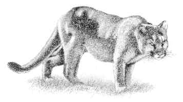 Mountain lion (Felis concolor)