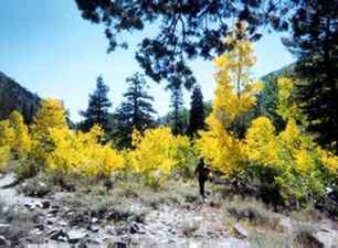 A hiker among quaking aspens (Populus tremuloides) near Reds Meadow