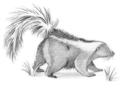 striped skunk (Mephitis mephitis)