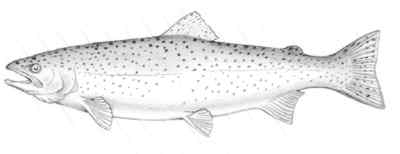 Rainbow trout (Oncorhynchus mykiss)