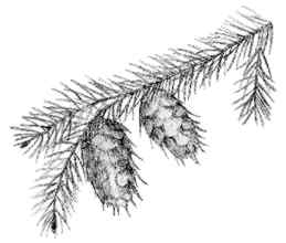 Douglas fir (Pseudotsuga menziesii) 