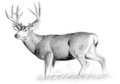 mule deer (Odocoileus hemionus) 