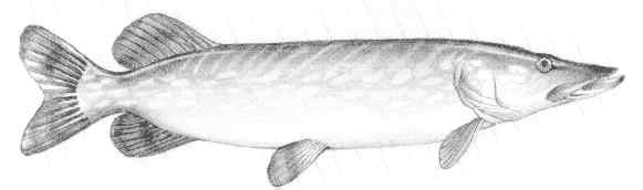 Northern pike (Esox lucieus)