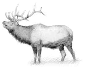 Elk (Cervus elaphus) Also called “wapiti” — the Indian word for “white” — referring to the light color of the animal’s rump, elk herds are distributed through mountain forests and valleys in the West.