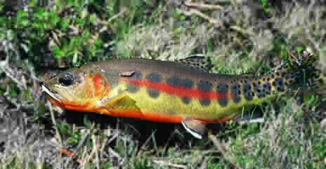 California Golden Trout. Photo by Billy Van Loek, email look_mtr@mbay.net