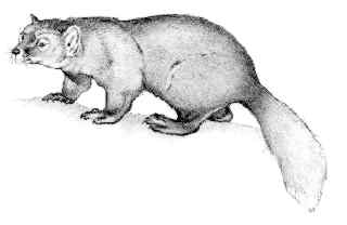 marten (Martes americana)