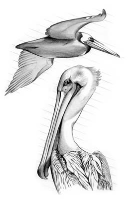 Brown Pelican (Pelecanus occidentalis)