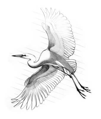 Great White Egret (Casmerodius albus)