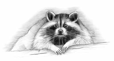 Raccoon (Procyon lotor)