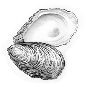 American 
Oyster (Crassostrea virginica)