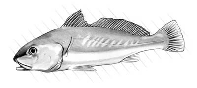 Atlantic croaker (Micropogonias undulatus)