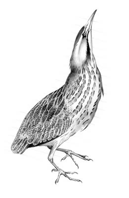 Least bittern (Ixobrychus exilis)