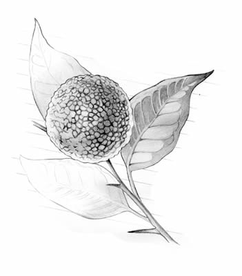 Osage-orange (Maclura pomifera)