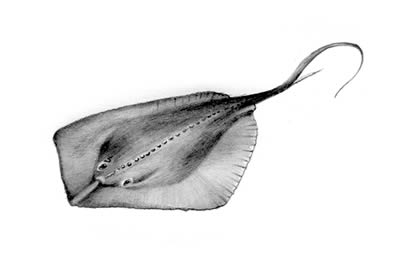 Southern stingray (Dasyatis americana)