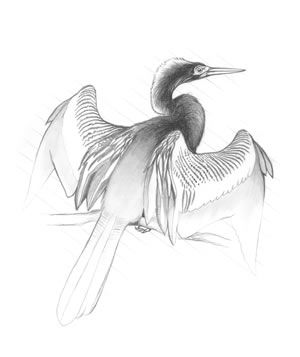 Anhinga (Anhinga anhinga). This bird, also called the snakebird and water turkey, may often be seen pershing with its wings outstretched, possibly trying to dry them.
