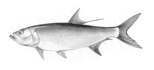 Tarpon (Megalops atlantica) The bullish tarpon, which usually weighs less than 50 pounds but may weigh as much as 300, ranks high as a game fish because of it's fast runs and twisting leaps when it is hooked.