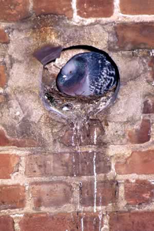 Due to their gregarious nature and acidic droppings, pigeons have caused structural damage to city structures in some areas. Their droppings have also spread harmful diseases. Some have called pigeons "Rats with wings." Photo by Richard T. Bryant. Email richard_t_bryant@mindspring.com.