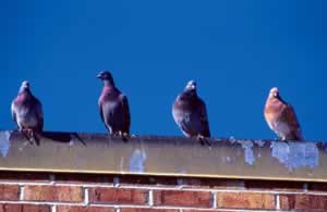 Pigeons survey the urban landscape from a comfortable rooftop perch. Photo by Richard T. Bryant. Email richard_t_bryant@mindspring.com.