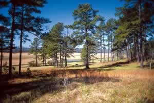 Homes at Rivermoore Park surround an 80-acre meadow. The sidewalks that line all streets and the trails that tread through the community will join nature trails around the park. Photo by Richard T. Bryant. Email richard_t_bryant@mindspring.com.