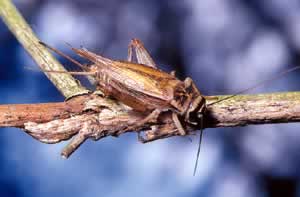 Cricket. Photo by Richard T. Bryant. Email richard_t_bryant@mindspring.com.