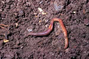 Common earthworm. Photo by Richard T. Bryant. Email richard_t_bryant@mindspring.com.