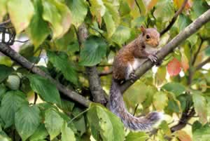 Grey squirrel. Photo by Richard T. Bryant. Email richard_t_bryant@mindspring.com.