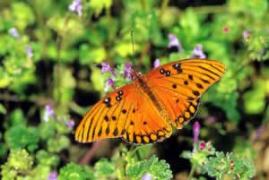 Gulf Fritillary. Photo by Richard T. Bryant. Email richard_t_bryant@mindspring.com.