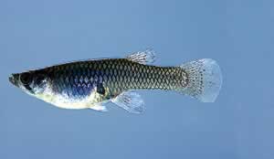 Mosquitofish. Photo by Richard T. Bryant. Email richard_t_bryant@mindspring.com.