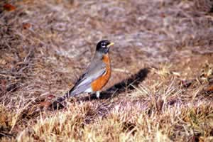 Robin. Photo by Richard T. Bryant. Email richard_t_bryant@mindspring.com.