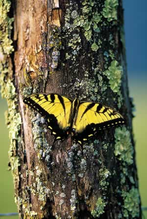 Tiger Swallowtail. Photo by Richard T. Bryant. Email richard_t_bryant@mindspring.com.