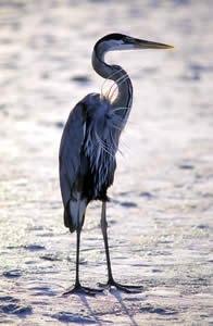 Great Blue Heron. Photo by Richard T. Bryant. Email richard_t_bryant@mindspring.com.