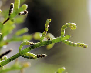 Glasswort. Photo by Richard T. Bryant. Email richard_t_bryant@mindspring.com.