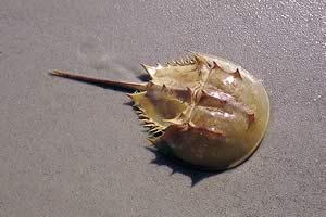 Horseshoe Crab. Photo by Richard T. Bryant. Email richard_t_bryant@mindspring.com.