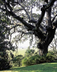 Live Oak. Photo by Richard T. Bryant. Email richard_t_bryant@mindspring.com.