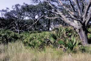 Maritime forest on Blackbeard Island. Photo by Richard T. Bryant. Email richard_t_bryant@mindspring.com.