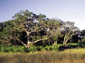 Maritime forests are not only beautiful but also are home to forest birds and other arboreal animals. Photo by Richard T. Bryant. Email richard_t_bryant@mindspring.com.