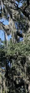 Spanish Moss. Photo by Richard T. Bryant. Email richard_t_bryant@mindspring.com.